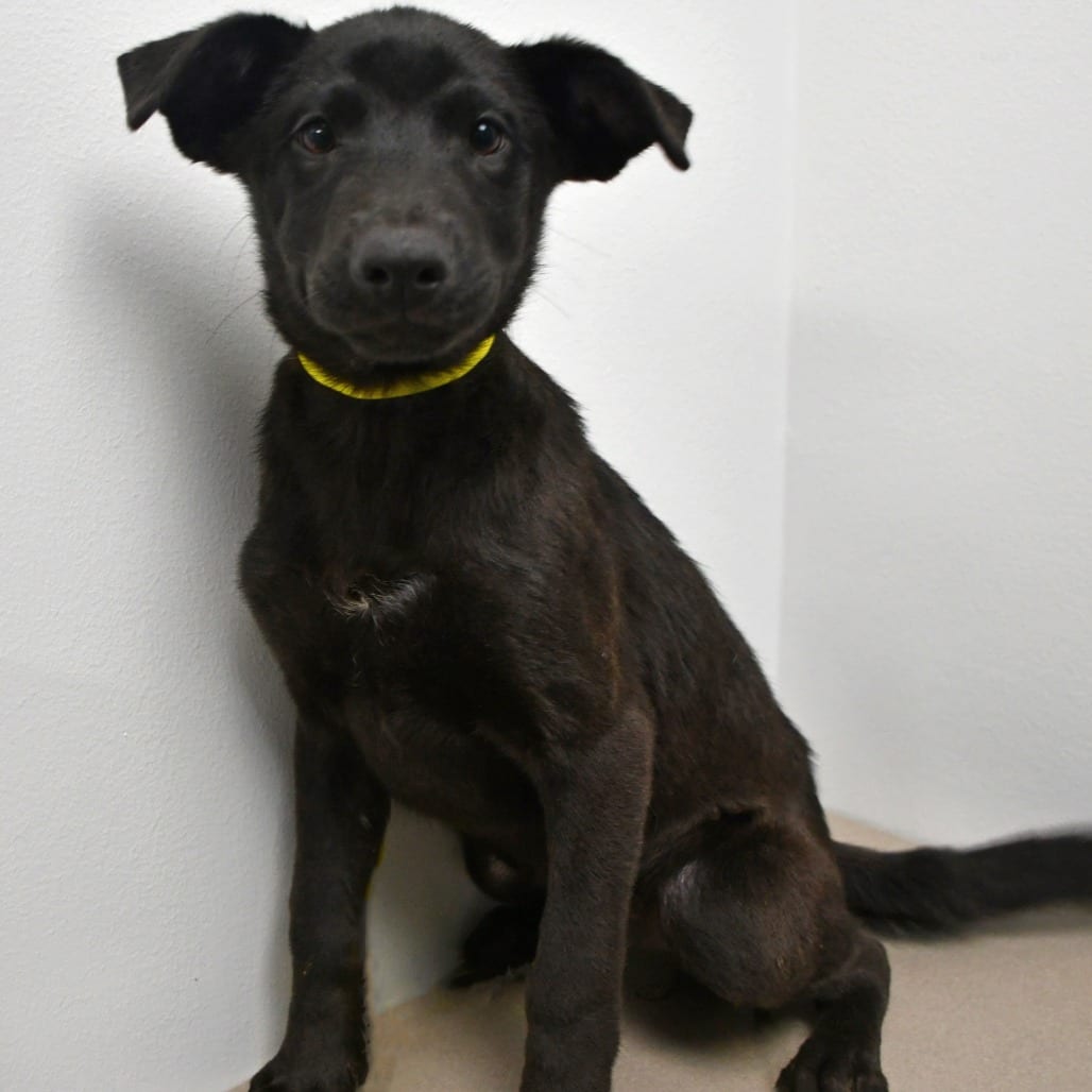 Photo of Maya, adoptable Retriever, Black Labrador / Black Mouth Cur in Beaumont, Texas