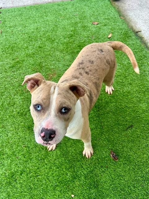 Photo of Celeste, adoptable Catahoula Leopard Dog in Fort Myers, Florida