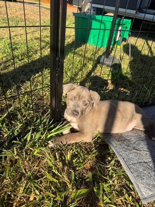 Photo of Cogsworth, adoptable French Bulldog in Mooresville, North Carolina