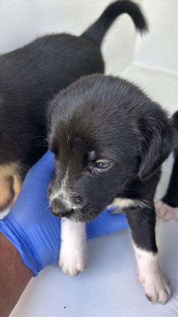 Photo of A661735, adoptable Labrador Retriever in Houston, Texas
