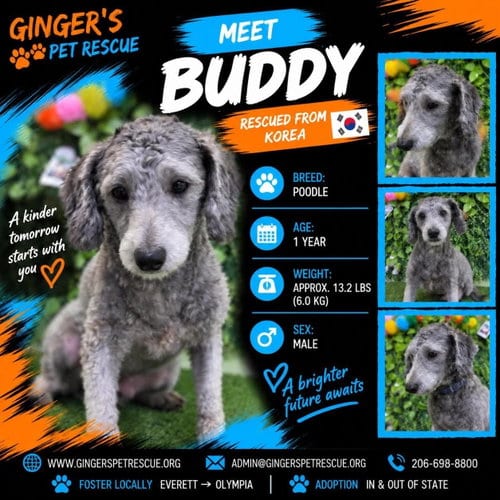 Photo of Buddy from Korea, adoptable Poodle (Toy) in Federal Way, Washington