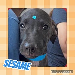 Photo of Sesame, adoptable Labrador Retriever Hound (Unknown Type) in Ringwood, New Jersey