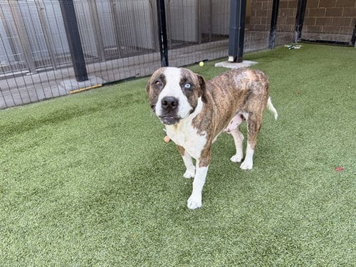 Photo of Data, adoptable Catahoula Leopard Dog in Garland, Texas