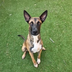 Photo of Orville JuM, adoptable Belgian Malinois German Shepherd Dog in Baltimore, Maryland