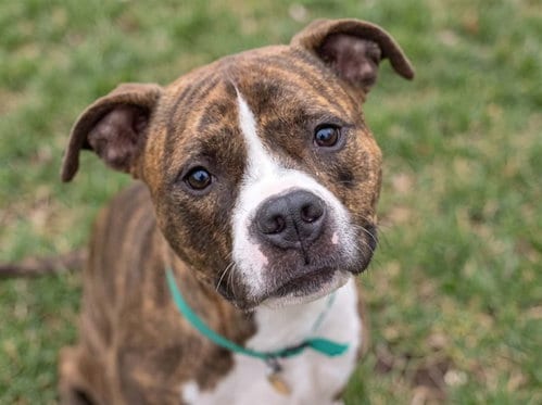 Photo of Nala, adoptable Staffordshire Bull Terrier in Denver, Colorado