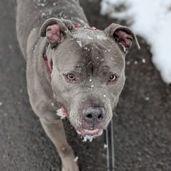 Photo of Handsome, adoptable American Pit Bull Terrier in Syracuse, New York