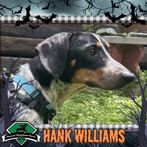 Photo of Hank Williams, adoptable Dachshund in San Antonio, Texas