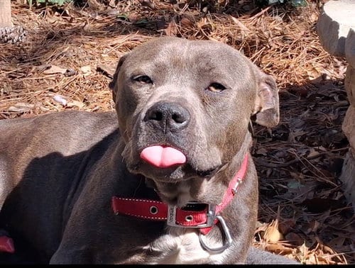 Photo of Georgie Boy - Not a mean bone; smart, adoptable Bulldog in Atlanta, Georgia