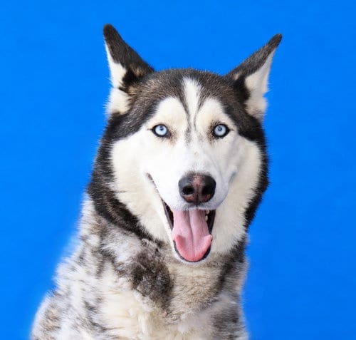 Photo of Canelo, adoptable Siberian Husky in Pasadena, California