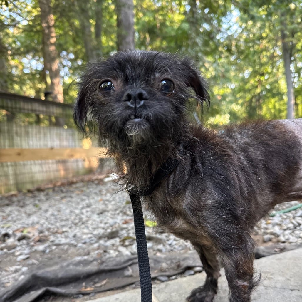 Photo of Tornado, adoptable Mixed Breed (Small) in West Chester, Pennsylvania