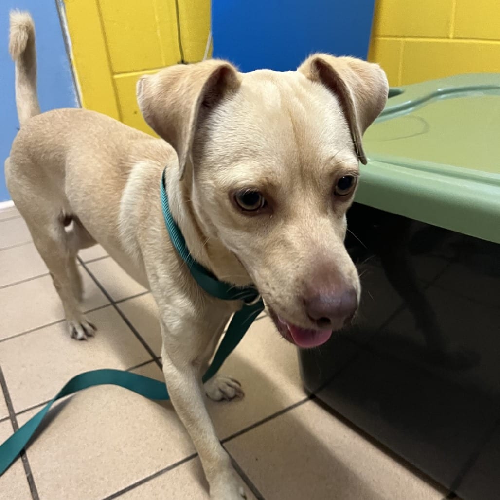 Photo of Kirby, adoptable Chihuahua, Short Coat / Mixed Breed (Small) in Fort Pierce, Florida