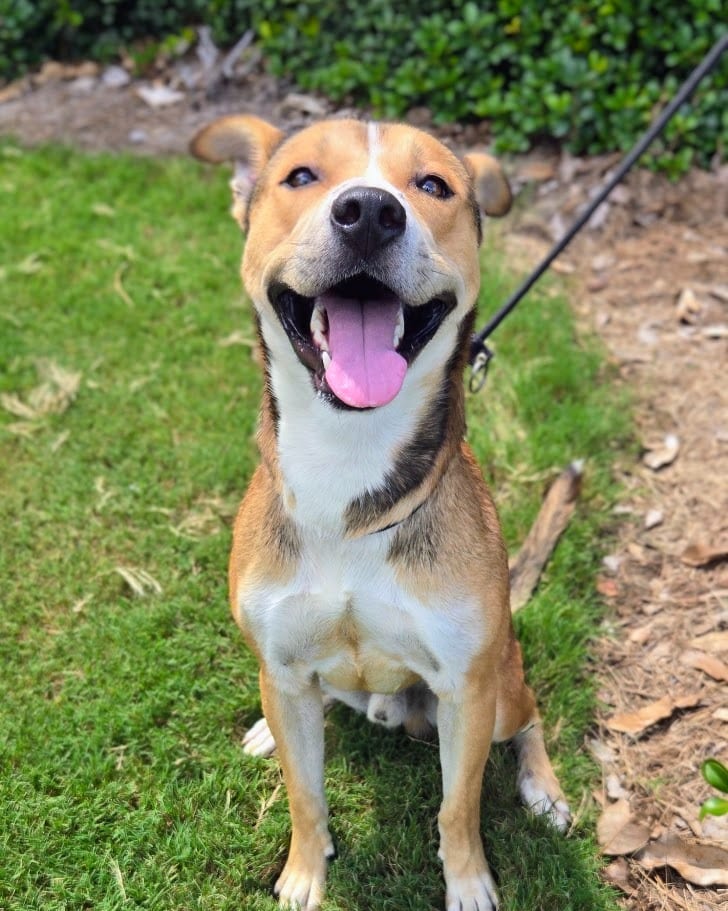 Photo of Douglas, adoptable Mixed Breed in Douglasville, Georgia