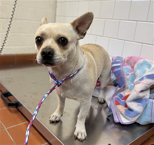 Photo of Trixie, adoptable Chihuahua in Camarillo, California