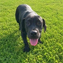 Photo of Jackson, adoptable Labrador Retriever in Albany, New York