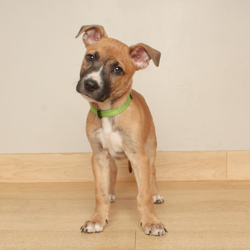 Photo of Macintosh D71157, adoptable Terrier, American Pit Bull / Shepherd in Minnesota, Minnesota