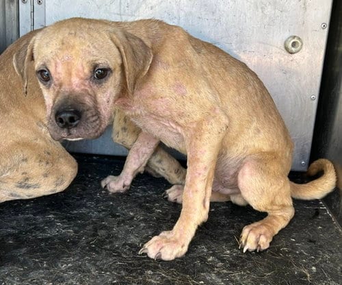 Photo of A128518, adoptable Staffordshire Bull Terrier in HESPERIA, California