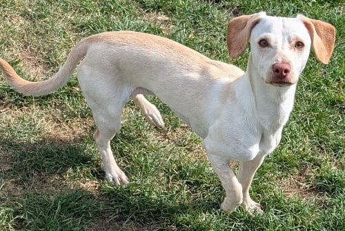 Photo of Chloe, adoptable Dachshund in San Bernardino, California