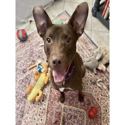 Photo of Mase, adoptable Mixed Breed (Medium) in Land O'Lakes, Florida