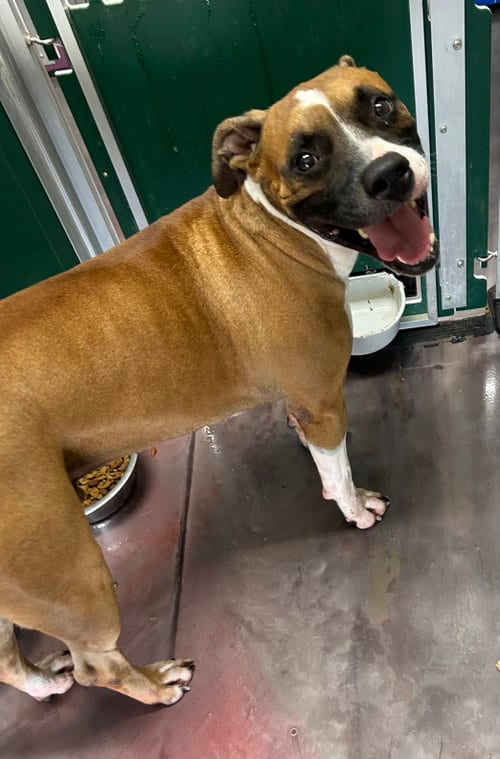 Photo of Tank, adoptable Boxer in Corning, Arkansas