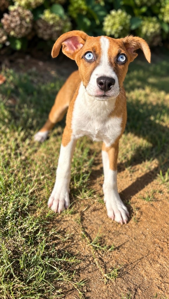 Photo of Eric, adoptable Mixed Breed in Douglasville, Georgia
