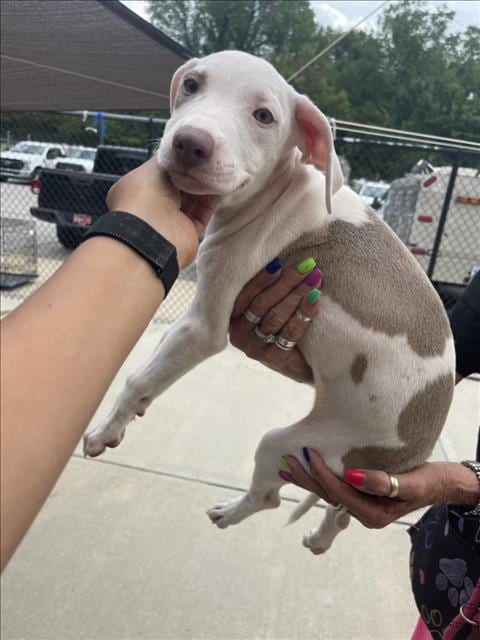 Photo of Melted Cheese, adoptable Pit Bull Terrier in Tulsa, Oklahoma