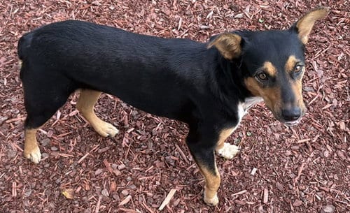 Photo of Maggie, adoptable Australian Kelpie in Panama City, Florida