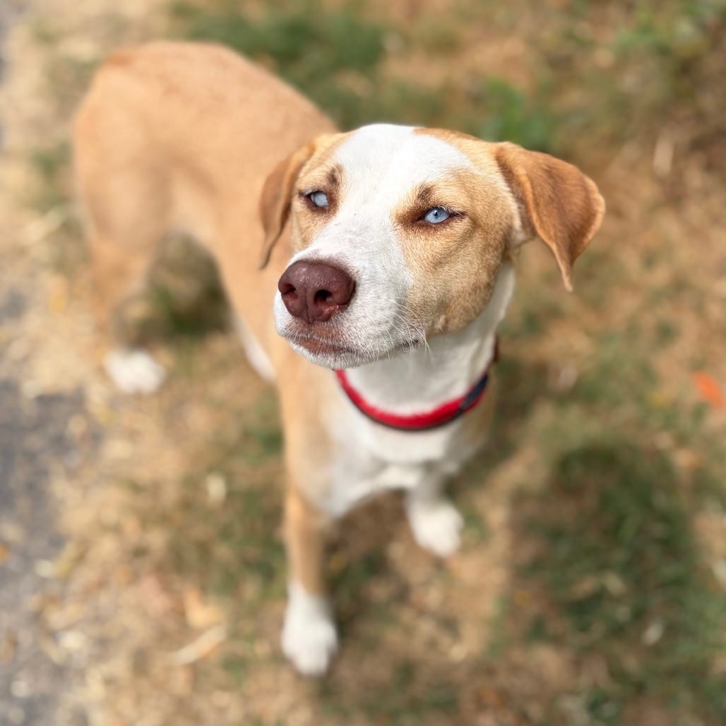 Photo of Sheba 26-09-086, adoptable Shepherd in Bastrop, Texas