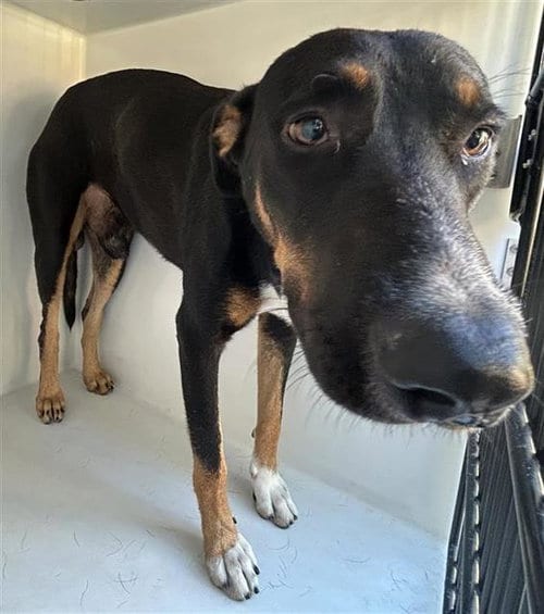 Photo of Igor, adoptable German Shepherd Dog in Houston, Texas