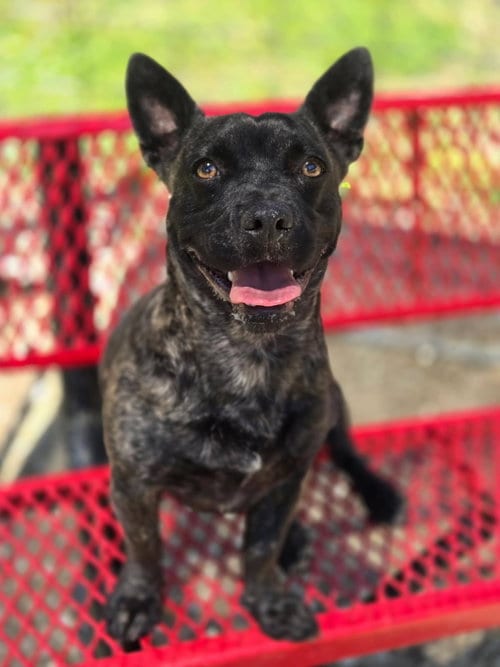 Photo of Little Bear, adoptable Unknown breed (short coat) in Crandall, Georgia