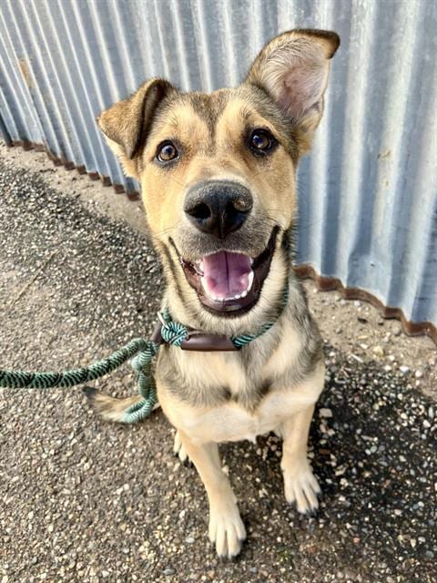 Photo of Hopi, adoptable German Shepherd Dog in Albuquerque, New Mexico