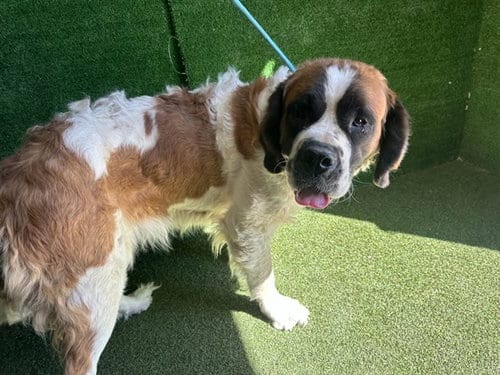 Photo of Bertha, adoptable Saint Bernard in Lancaster, California