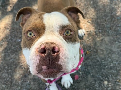 Photo of Banjo, adoptable Pit Bull Terrier in Santa Rosa, California