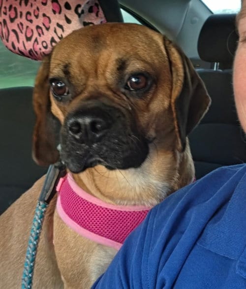 Photo of Romeo, adoptable Beagle in Fort Wayne, Indiana