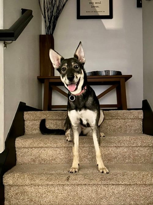 Photo of Ava, adoptable Husky in Dana Point, California