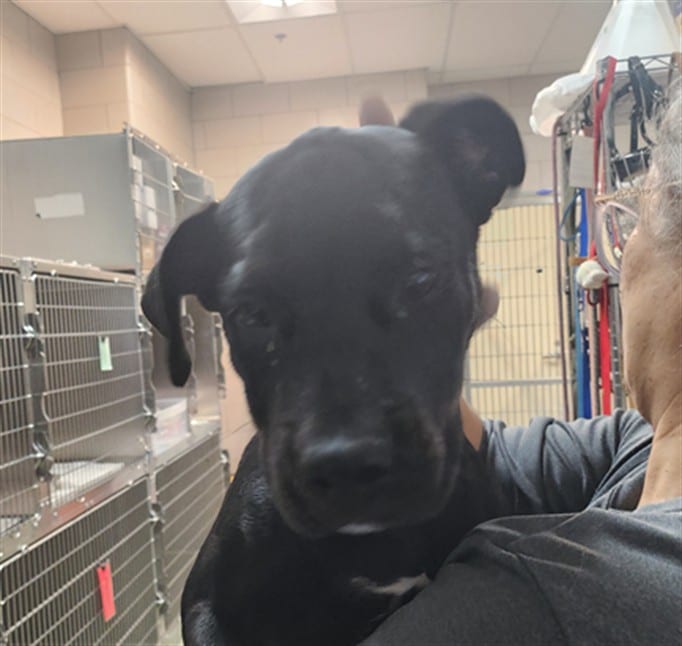 Photo of Dolly, adoptable Mixed Breed in Santa Fe, New Mexico