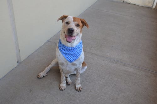 Photo of Rowlet, adoptable Australian Cattle Dog/Blue Heeler in McKinney, Texas
