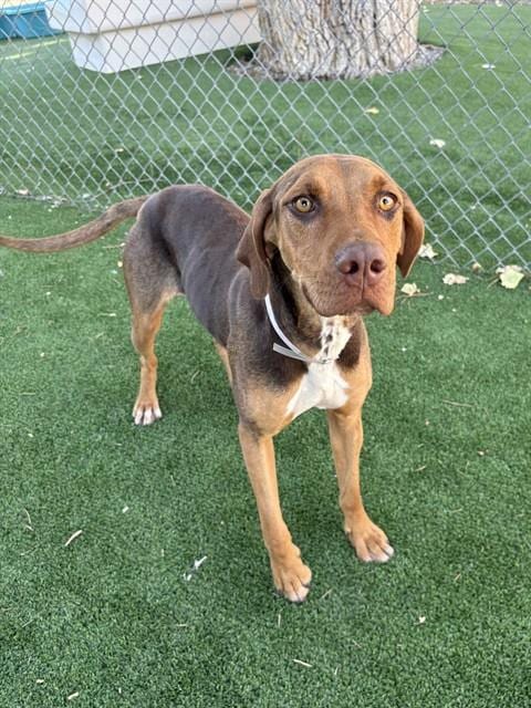 Photo of Cooper, adoptable Treeing Walker Coonhound in Castaic, California