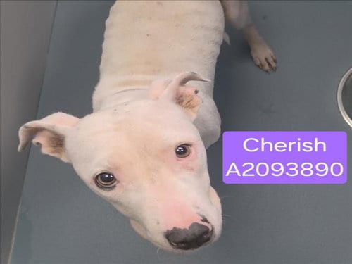 Photo of Cherish, adoptable Staffordshire Bull Terrier in Houston, Texas