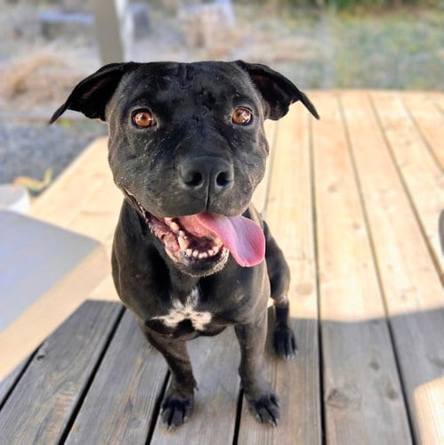 Photo of Griffin, adoptable Pit Bull Terrier in Oakland, California