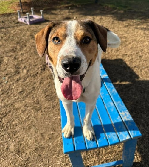 Photo of Connor, adoptable Hound in Evansville, Indiana