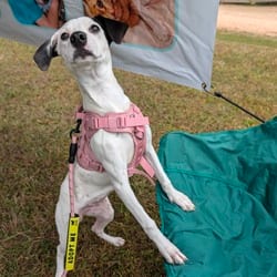 Photo of Jean, adoptable Feist Mixed Breed (Medium) in Frederick, Maryland