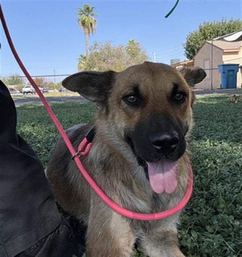 Photo of Raspberry, adoptable German Shepherd Dog in Phoenix, Arizona