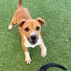 Photo of Bloom 0755, adoptable Mixed Breed (Small) in Loxahatchee, Florida
