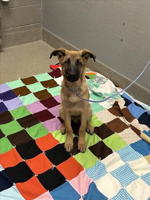 Photo of Gibby, adoptable Belgian Shepherd Malinois in Las Vegas, Nevada