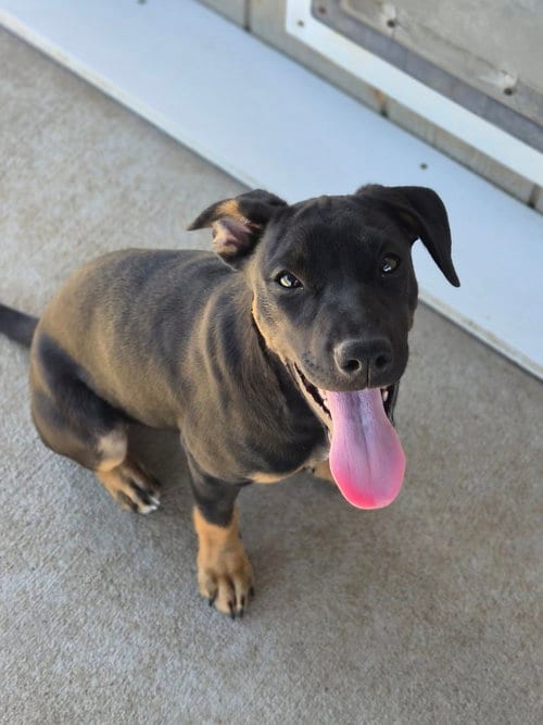 Photo of Billie, adoptable Australian Cattle Dog/Blue Heeler in Bolivar, Missouri