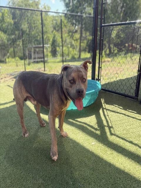 Photo of Simba, adoptable American Bulldog in Miami, Florida