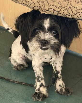 Photo of Cupcake, adoptable Poodle (Miniature) in Lompoc, California