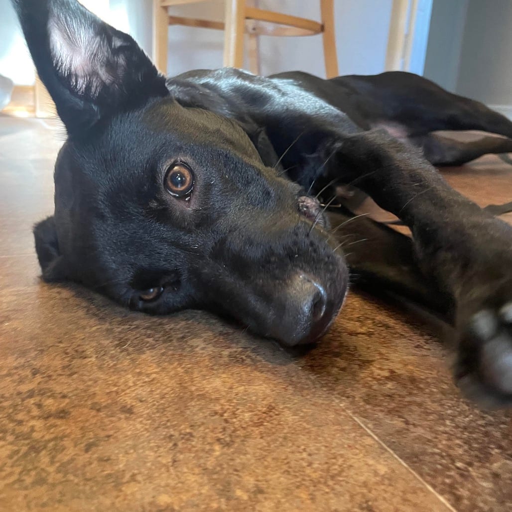 Photo of Consuela D70655, adoptable Retriever, Labrador / Mixed Breed (Medium) in Minnesota, Minnesota