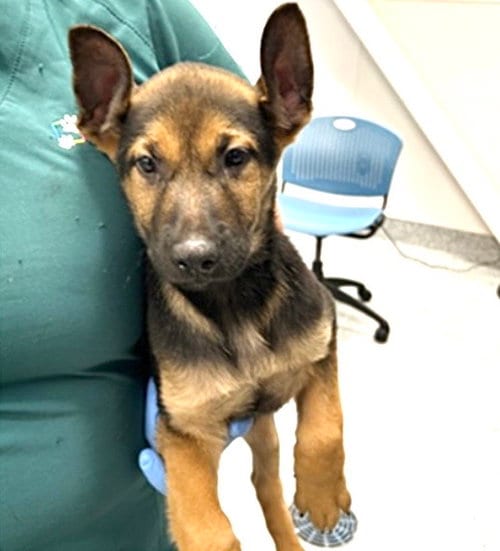 Photo of Tango, adoptable German Shepherd Dog in Houston, Texas