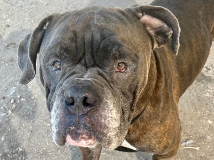 Photo of Chunk, adoptable dog in Georgetown, Texas